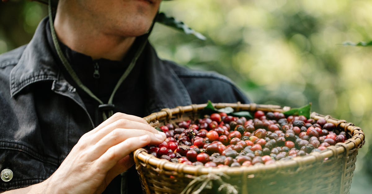 Close-up of a farmer collecting ripe coffee cherries in a wicker basket on a farm.